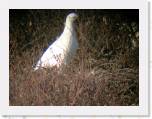 100 Willow Ptarmigan * I couldn't quite get his feathery feet into the picture.  The feathers on the feet help them walk on the snow. * 2048 x 1536 * (611KB)